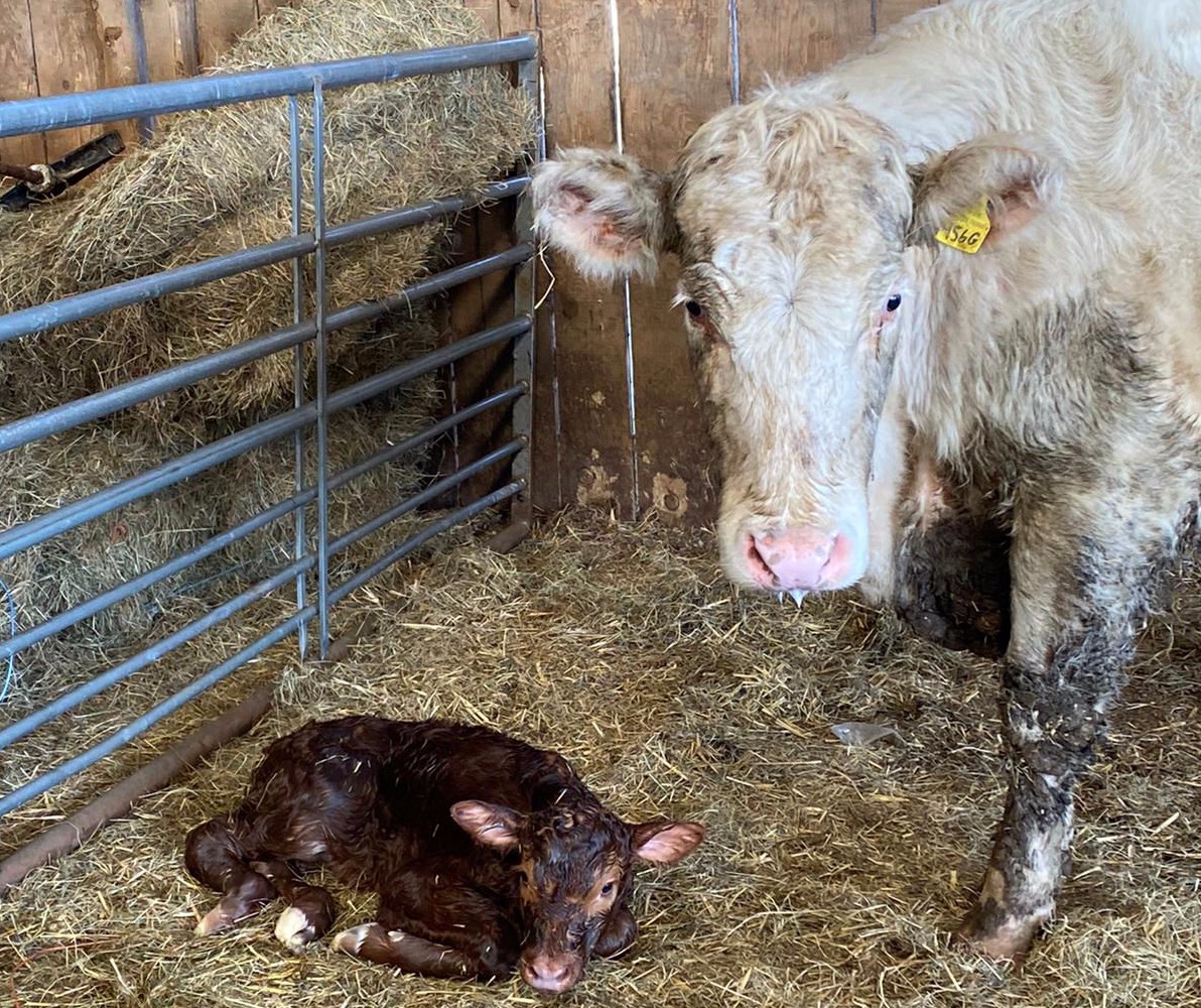 Brookland Farm - beef